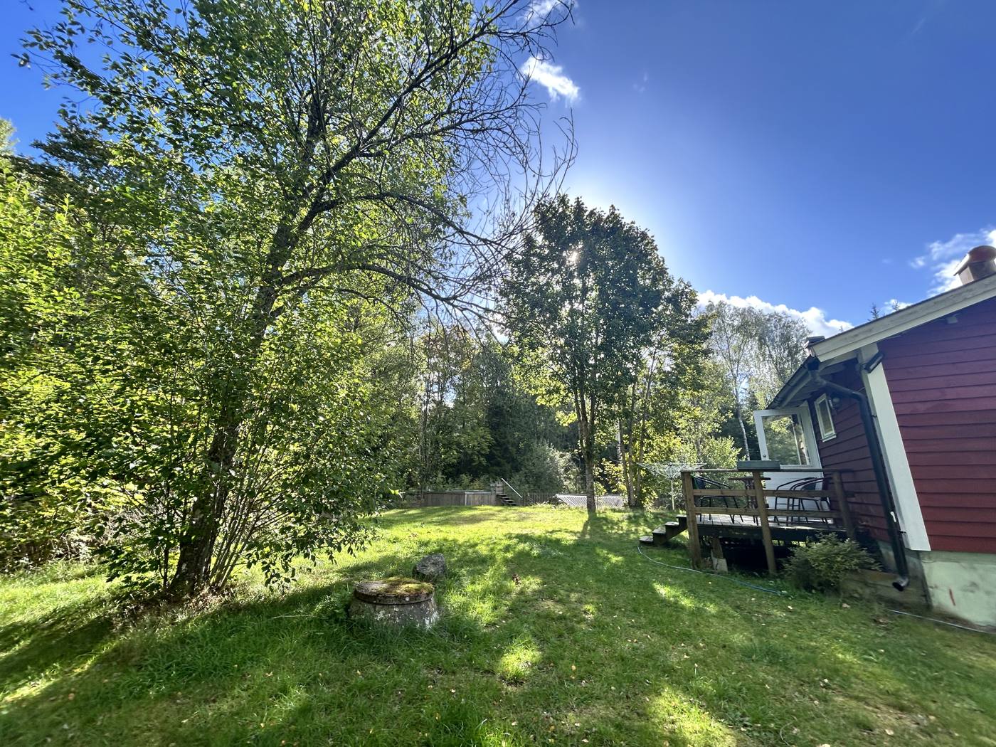 Birken und Wiese neben dem Haus