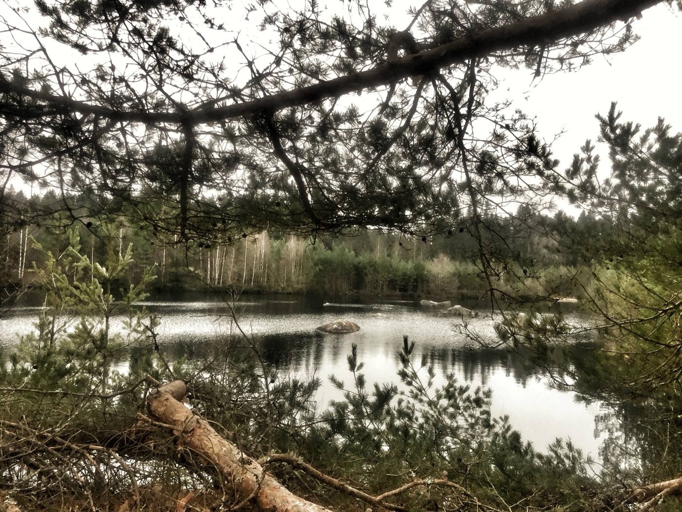 Stille am Waldsee