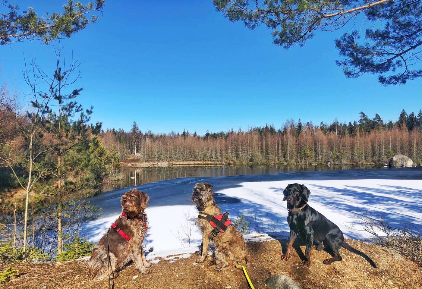 Winterspaziergang mit den Hunden am See